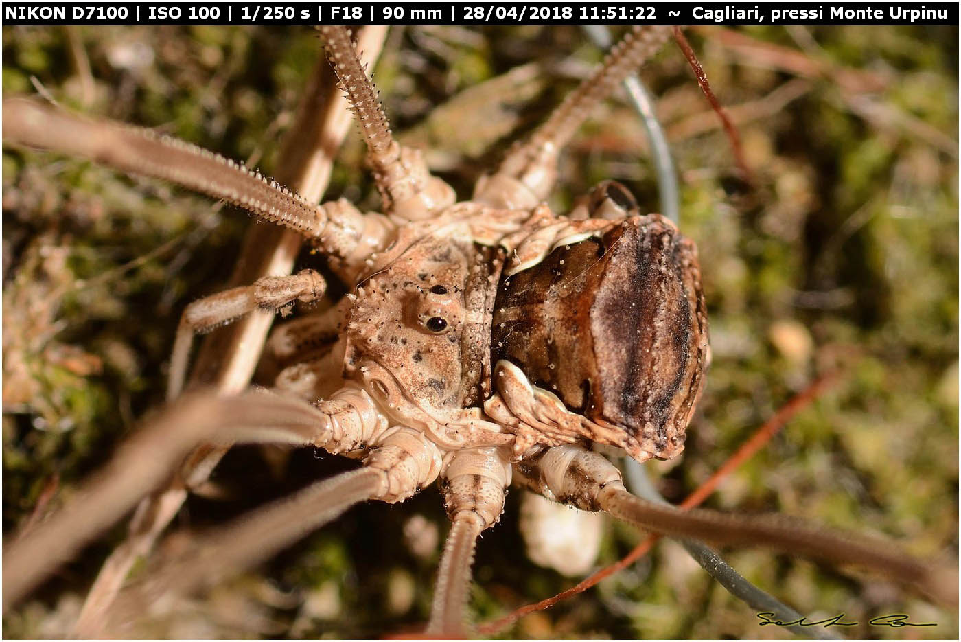 Dasylobus argentatus (Canestrini, 1879) Phalangiidae